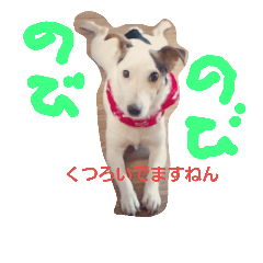 [LINEスタンプ] jack russel terrier Wanco