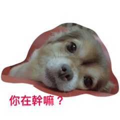 [LINEスタンプ] QQbabeDOG