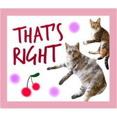 [LINEスタンプ] ベンガル猫＆日本猫【シンプル英語編】