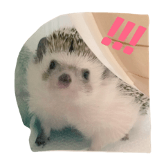 [LINEスタンプ] ハリネズミのもぐ