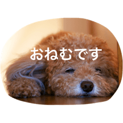 [LINEスタンプ] アニマル特集