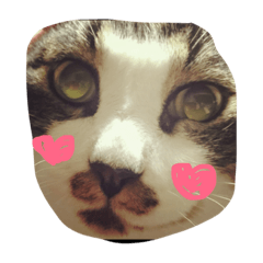 [LINEスタンプ] くうにゃんlove