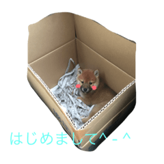 [LINEスタンプ] やっぱ柴でしょ❗️