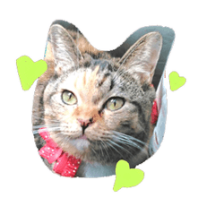 [LINEスタンプ] りあるミロニャンコ