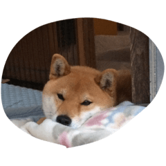 [LINEスタンプ] shi_ba