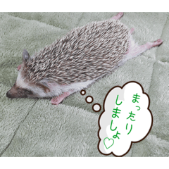 [LINEスタンプ] hari roco.