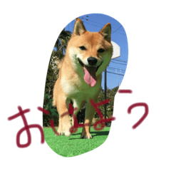 [LINEスタンプ] 柴犬コロ日記