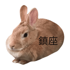[LINEスタンプ] ここちゃんオンリースタンプ