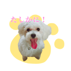[LINEスタンプ] Dog,Rabbit and bird