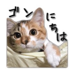 [LINEスタンプ] ウチのゴンちゃん