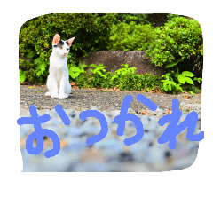 [LINEスタンプ] 猫こねこねこ猫