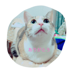 [LINEスタンプ] 可愛い我が家の猫です！