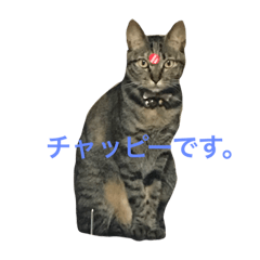 [LINEスタンプ] チャッピーは犬みたい