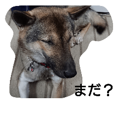 [LINEスタンプ] はな（紀州犬）