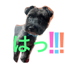[LINEスタンプ] ショコラじじぃ