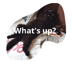 [LINEスタンプ] black cat LANI