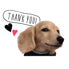 [LINEスタンプ] dachshund CLEO