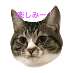[LINEスタンプ] にゃんたちにゃんたち2
