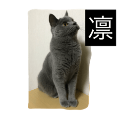 [LINEスタンプ] 自由猫まりも
