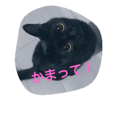 Kitten in black cat