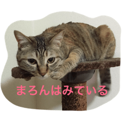 [LINEスタンプ] 我が家のマロンちゃん