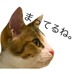 [LINEスタンプ] 仔猫のききちゃん