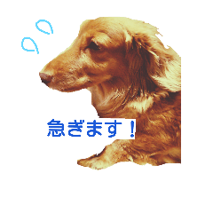 [LINEスタンプ] ダックス日常生活スタンプ