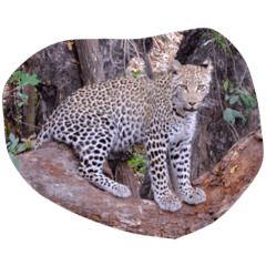 [LINEスタンプ] 南アフリカの動物たち