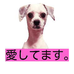 [LINEスタンプ] 犬の愛の画像（メイン）