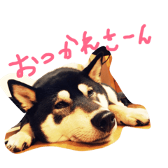 [LINEスタンプ] 柴犬まろの生活