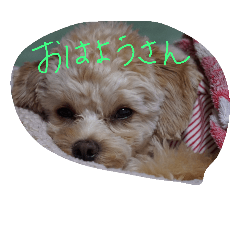 [LINEスタンプ] プーチーな文太