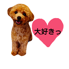 [LINEスタンプ] トイプードルのプティー