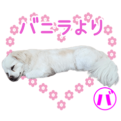 [LINEスタンプ] バニラちゃんのかわいいスタンプ2