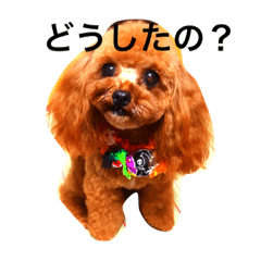 [LINEスタンプ] 小さなトイプードルまりん
