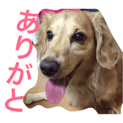 [LINEスタンプ] dog dog  dog