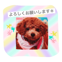 [LINEスタンプ] トイプードルシェリーの日常part.2