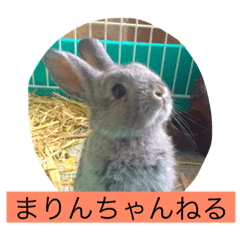 [LINEスタンプ] まりんちゃんねる