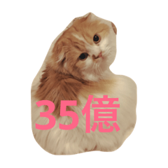 [LINEスタンプ] 花ちゃんだらけ❁﻿癒し猫
