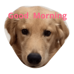 [LINEスタンプ] 犬と猫の日常会話