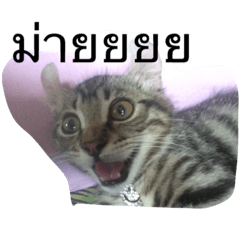 [LINEスタンプ] my sayang cat