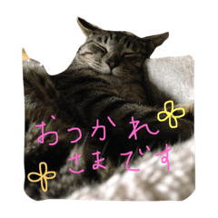 [LINEスタンプ] 最後に送るにゃんころスタンプ