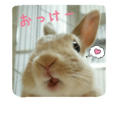 [LINEスタンプ] うさぎのマロン姫