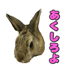 [LINEスタンプ] かまちょうさぎ