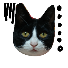 [LINEスタンプ] ハチワレ  猫  白黒  じっと君  2
