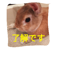 [LINEスタンプ] ウサギのひめじ