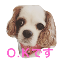 [LINEスタンプ] キャバリア LIFE