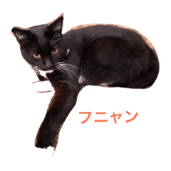 [LINEスタンプ] 黒猫のたびちゃんのスタンプ。