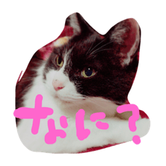 [LINEスタンプ] ちょめ