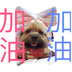 [LINEスタンプ] wowow_boss