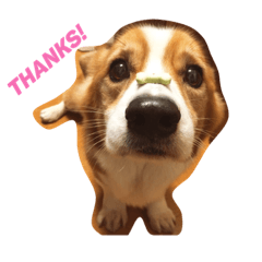 [LINEスタンプ] ある日のここ爺